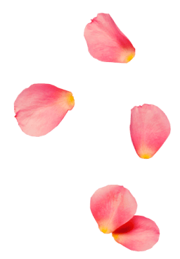 rose0petal2-256x367-1