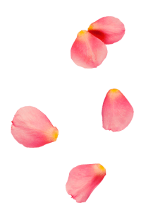 rose0petal3-200x304-1